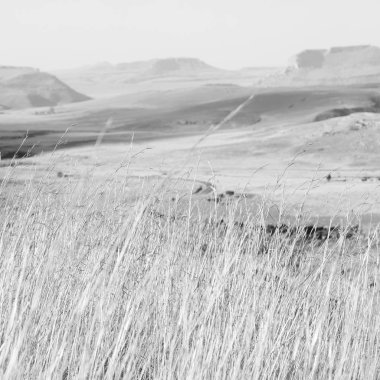   Güney Afrika'da kara çalı ve ağaç 