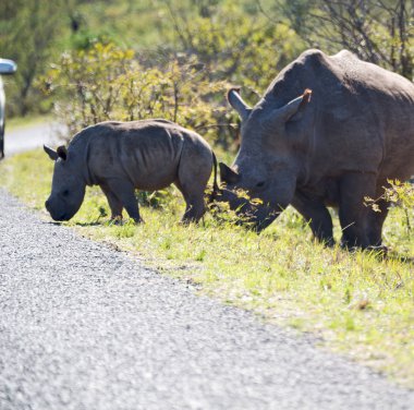  Güney Afrika yaban hayatı rezerv ve gergedan