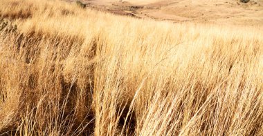  Güney Afrika'da kara çalı ve ağaç 