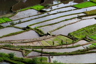   coultivation pirinç Teras alanı   