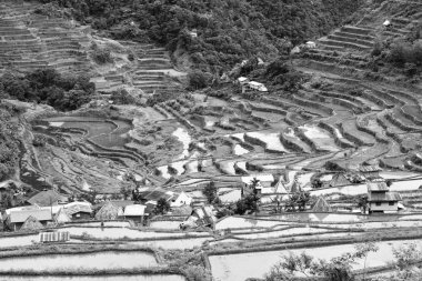   coultivation pirinç Teras alanı   