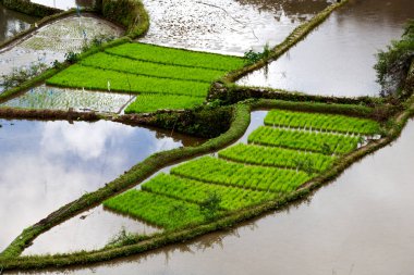   coultivation pirinç Teras alanı   