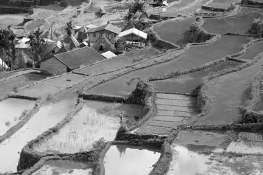   coultivation pirinç Teras alanı   