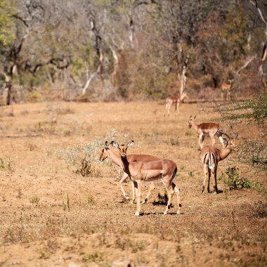 kruger parck Güney Afrika vahşi Impala kış Bush bulanıklık