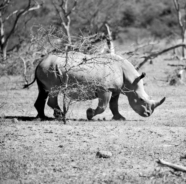 In Sudafrica riserva naturale e rinoceronte — Foto Stock