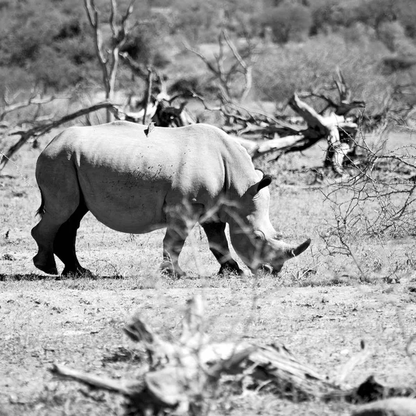 In Sudafrica riserva naturale e rinoceronte — Foto Stock