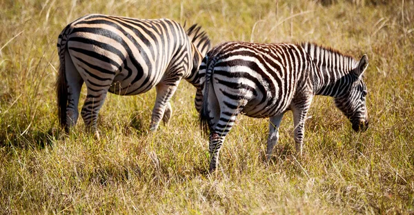 У Південній Африці дику природу заповідника та Зебра — стокове фото