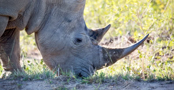 Dél-Afrika wildlife reserve és orrszarvú — Stock Fotó