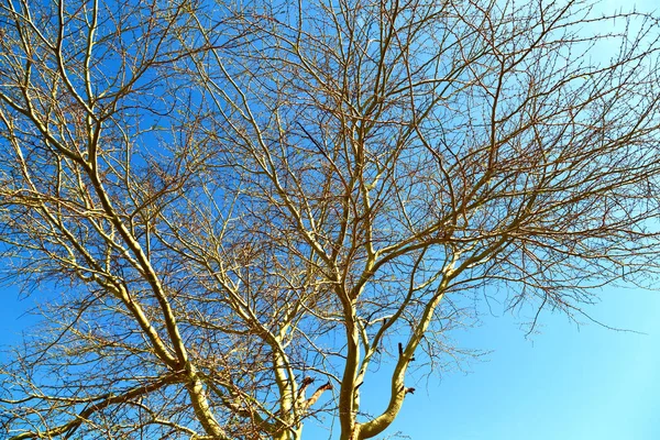 Παλιό δέντρο και τα κλαδιά στον καθαρό ουρανό — Φωτογραφία Αρχείου