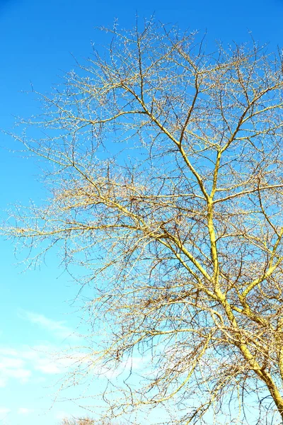 Starý strom a jeho pobočky v jasné obloze — Stock fotografie