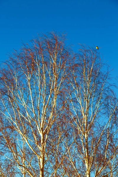 Viejo árbol y sus ramas en el cielo despejado —  Fotos de Stock