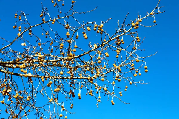 Uma árvore velha e seus ramos no céu claro — Fotografia de Stock