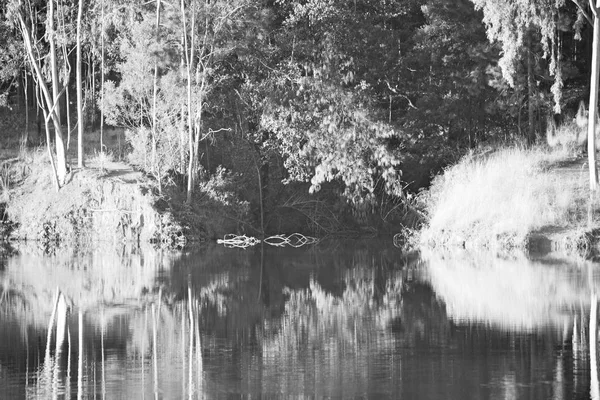 Il lago libbra e il riflesso albero in acqua — Foto Stock