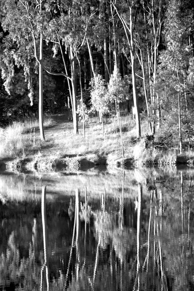 El lago de libras y el reflejo del árbol en el agua — Foto de Stock