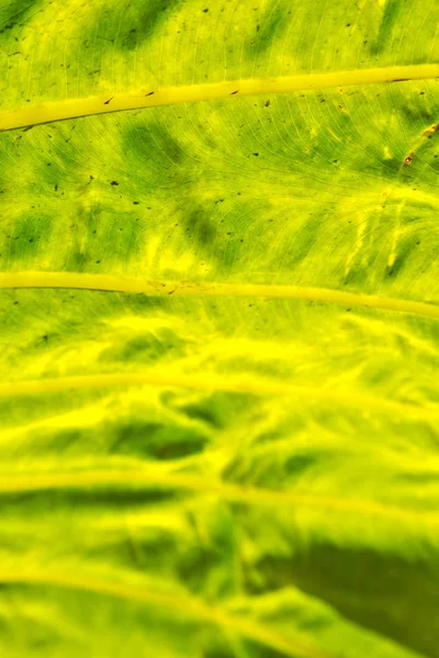 Tylne światła i liść — Zdjęcie stockowe