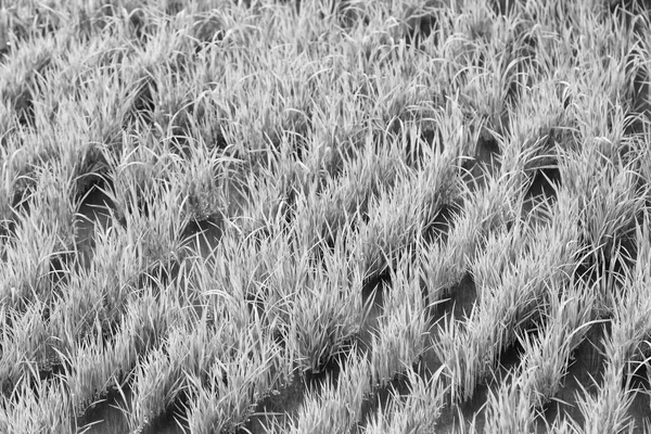 Nahaufnahme eines Reisgetreideanbaufeldes — Stockfoto