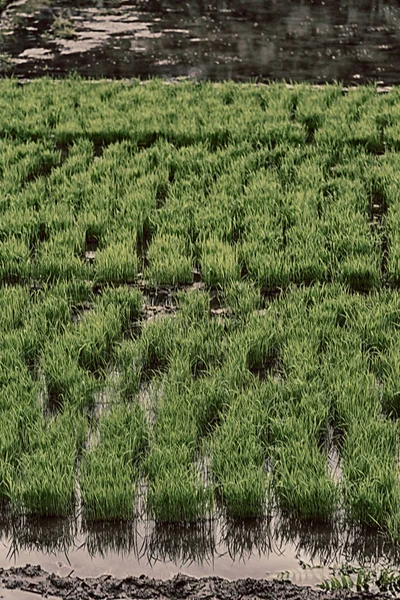 Perto de um campo de cultivo de cereais de arroz — Fotografia de Stock