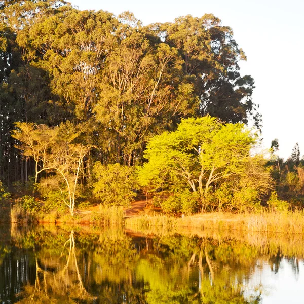 O lago de libra e a reflexão de árvore em água — Fotografia de Stock