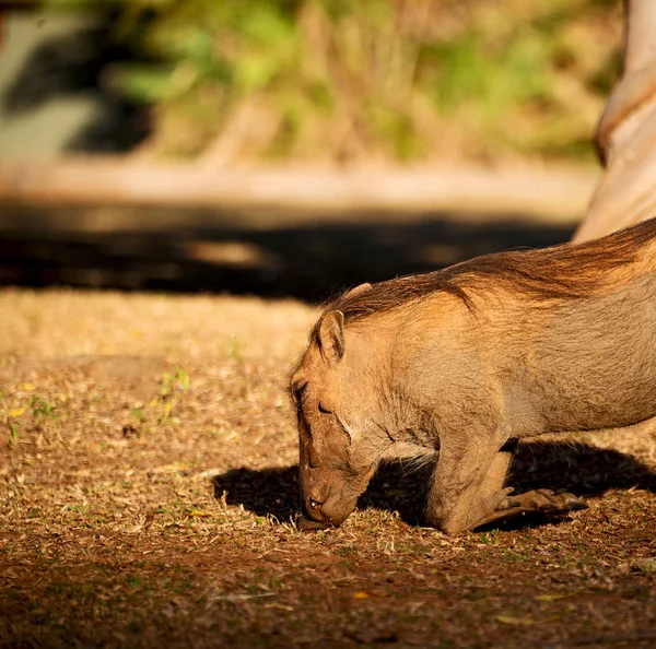 V Jižní Africe wildlife reserve a warthog — Stock fotografie