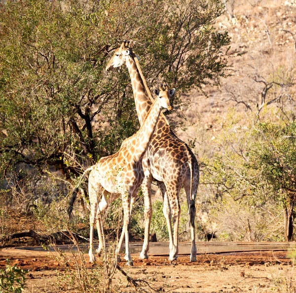 In south africa    wildlife   reserve and       giraffe — Stock Photo, Image