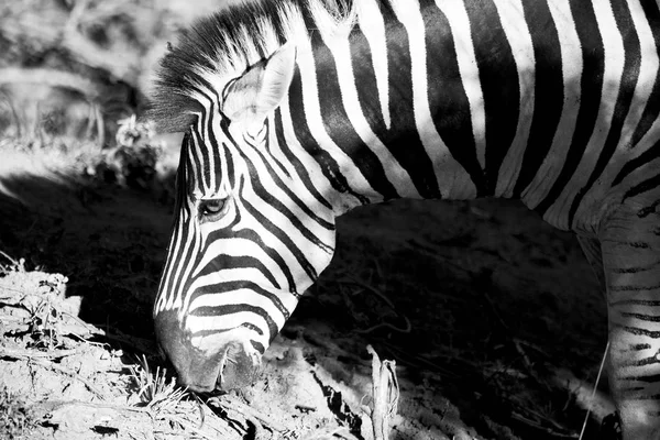 在南非野生动物自然保护区和斑马 — 图库照片