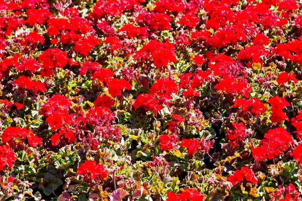 The flowers and   garden — Stock Photo, Image