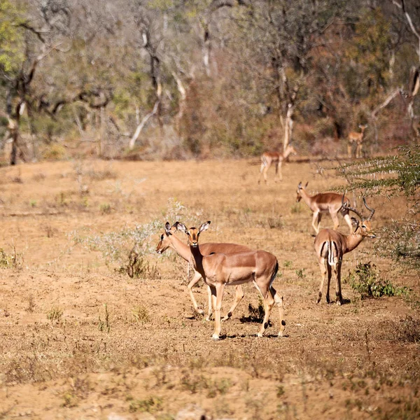 Размытие Kruger Park Юге Африки Дикой Импалы Зимой — стоковое фото