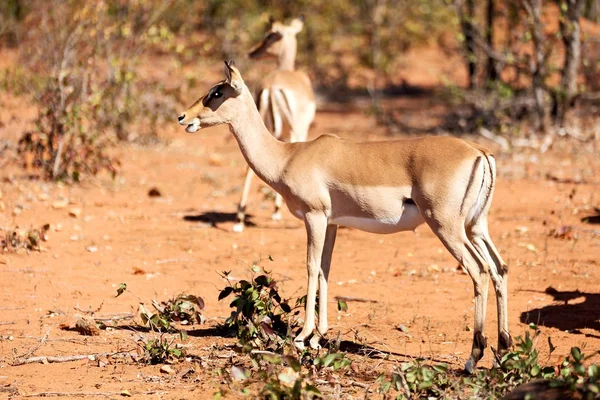 Wild impala in the winter bush — Stock Photo, Image