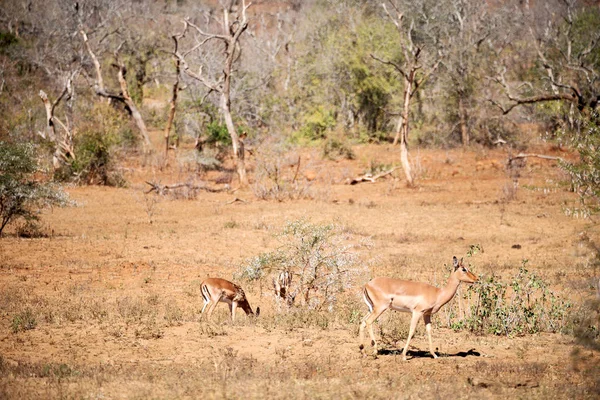 Impala silvestre en el arbusto de invierno — Foto de Stock