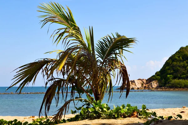 Thailand Strand Mit Grünen Palmen Und Sehen — Stockfoto