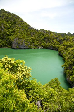  kıyı şeridi bir yeşil ağaç Güney Çin Denizi  
