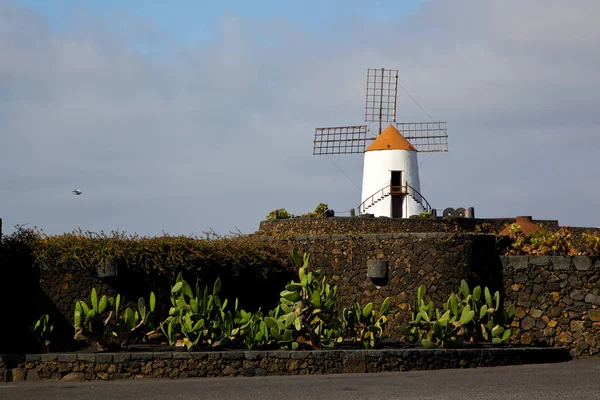 Moinhos de vento de cacto ilha de lanzarote — Fotografia de Stock