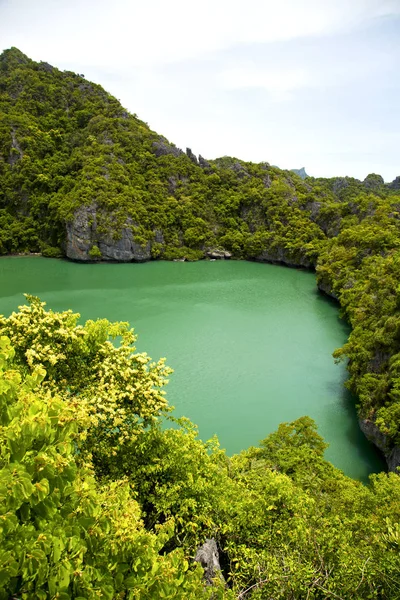 Litoral de uma árvore verde mar da china sul — Fotografia de Stock