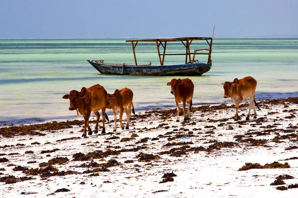 Linea costiera mucca barca pirague nella laguna blu relax zanzibar — Foto Stock