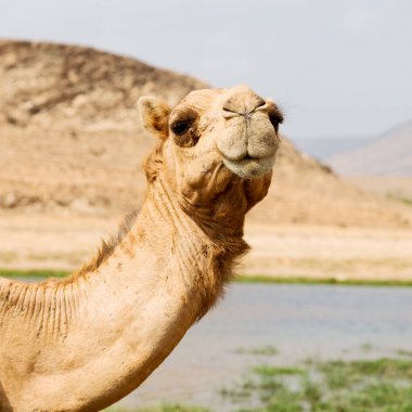 Umman deve içinde çöl dörtte bir ücretsiz dromedary yakınındaki boş.