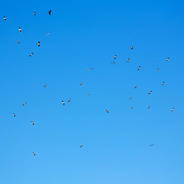 Umman kuşlar, gökyüzü