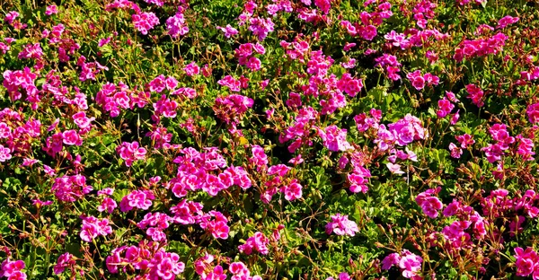 Rozmycie Wiosennych Kolorach Kwiatów Ogród — Zdjęcie stockowe