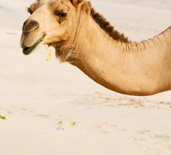 En Oman vacío cuarto de desierto un dromedario libre cerca del mar — Foto de Stock