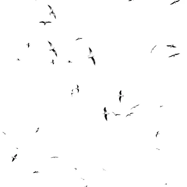 Ομάν ουρανό των πτηνών — Φωτογραφία Αρχείου