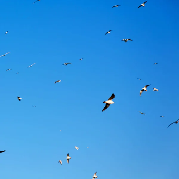 Em oman o céu dos pássaros — Fotografia de Stock