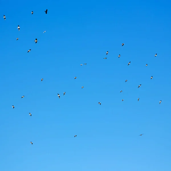En el omán el cielo de las aves —  Fotos de Stock