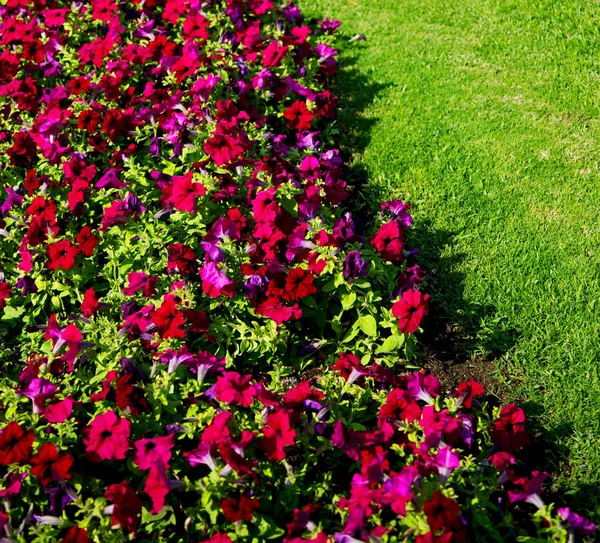 In oman bloemen en de kleuren van de lente tuin — Stockfoto