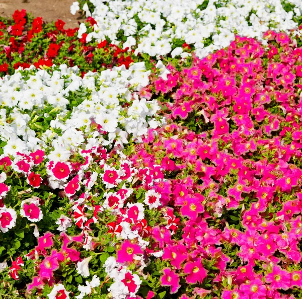 В квітах і саду весняні кольори — стокове фото
