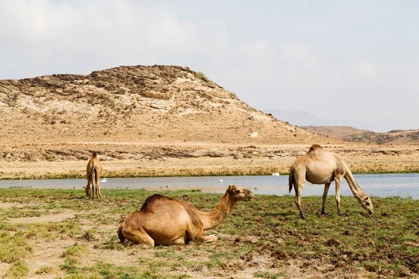 Oman Quartiere Vuoto Del Deserto Dromedario Libero Vicino Mare — Foto Stock