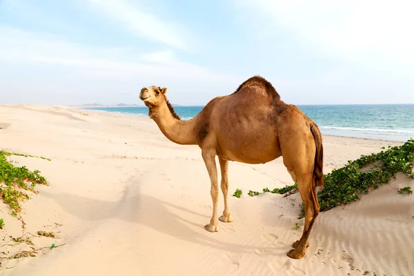 Oman Vacío Cuarto Desierto Dromedario Libre Cerca Del Mar — Foto de Stock