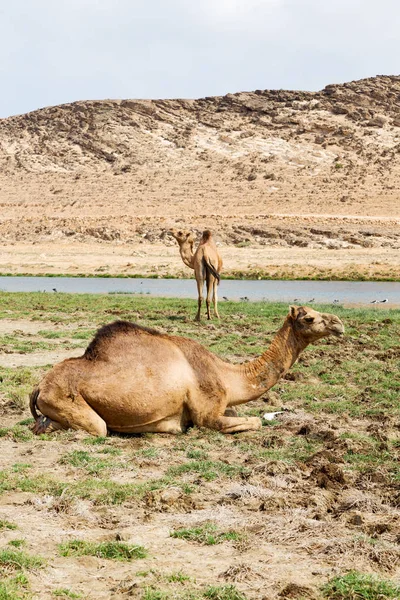 In oman cammello vuoto quartiere del deserto un dromedario libero vicino alla — Foto Stock