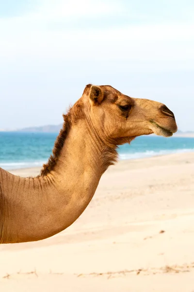 Em oman vazio quarto de deserto um dromedário livre perto do mar — Fotografia de Stock