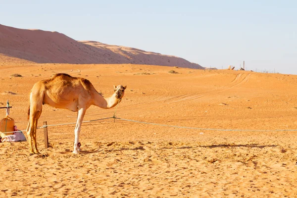 V Ománu prázdné velbloud jednohrbý — Stock fotografie