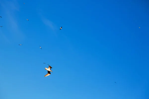 В небе птиц — стоковое фото