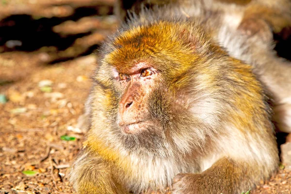 Буш обезьяна в Африке Марокко и природного фона фауна близко — стоковое фото